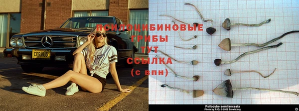 мдпв Магас